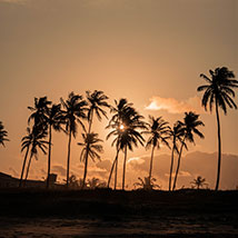 red sea palms