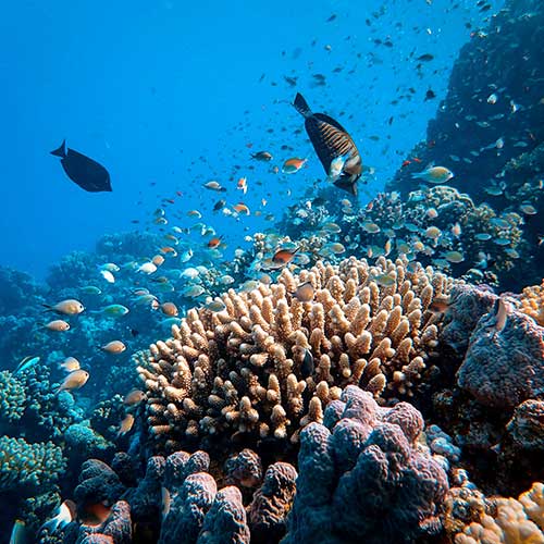 Sharm coral reef