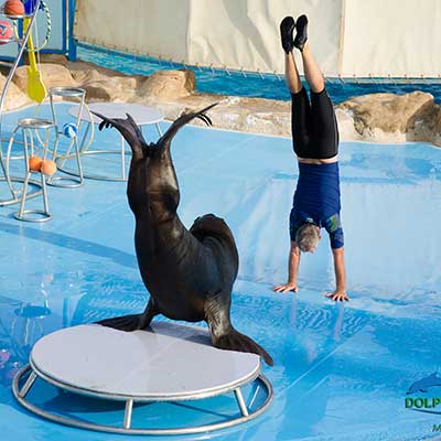 dolphin show