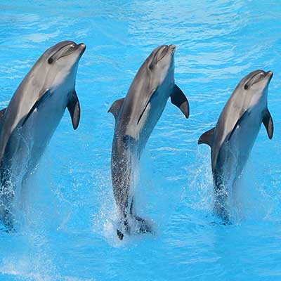 dolphin show