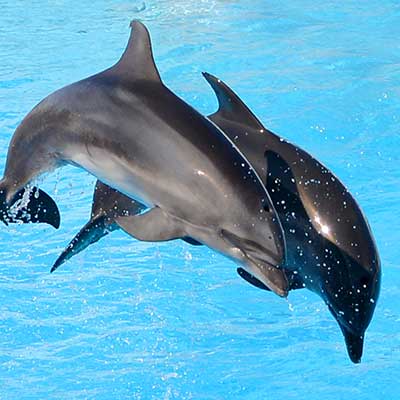 dolphin show