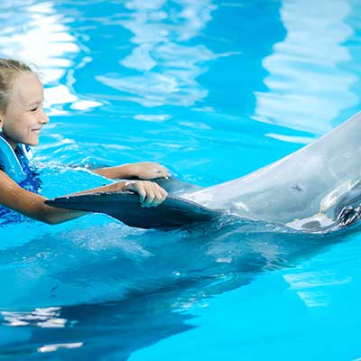 swimming with dolphin