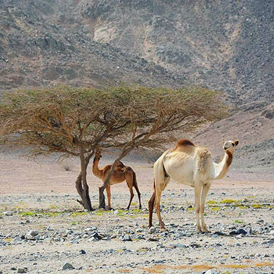 camels-valley